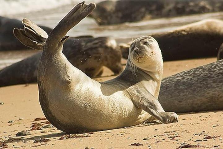 Relaxing Chalet On Popular California Sands Short Stroll To Beach, Nr Norfolk Broads & Great Yarmouth Scratby Exteriör bild